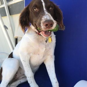 Meet your Posher, Rose